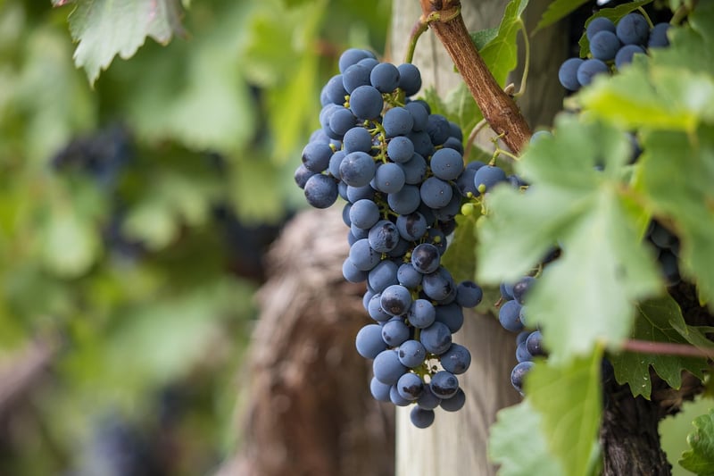 Vineyard